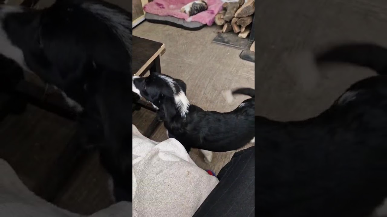 Youtube Vorschau - Video ID mL_wXQuedRc