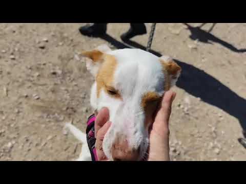 Youtube Vorschau - Video ID mObYs8lVdE8