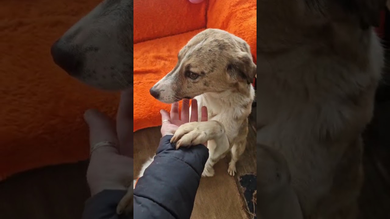 Youtube Vorschau - Video ID mcBAp-ngPtA