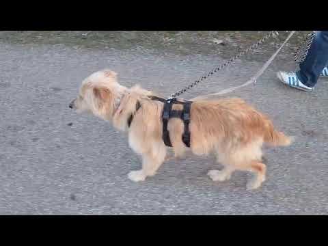 Youtube Vorschau - Video ID mfelGNShQcA