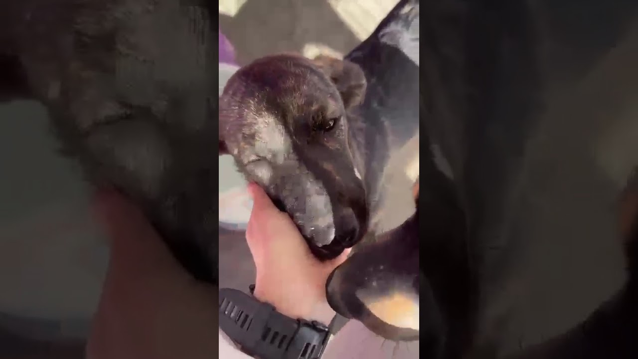 Youtube Vorschau - Video ID miPQia6uY3w