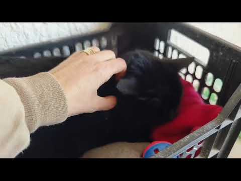 Youtube Vorschau - Video ID mpjFmXInTBY