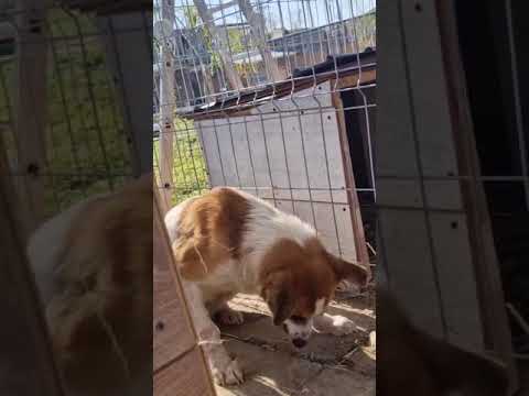 Youtube Vorschau - Video ID mqa-Y05ZH-Y