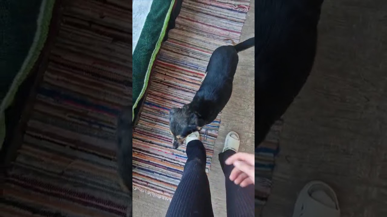 Youtube Vorschau - Video ID n2R0k6ccNo8