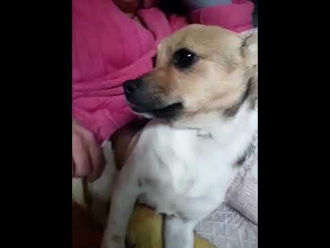 Youtube Vorschau - Video ID n5hGJVNqCOQ