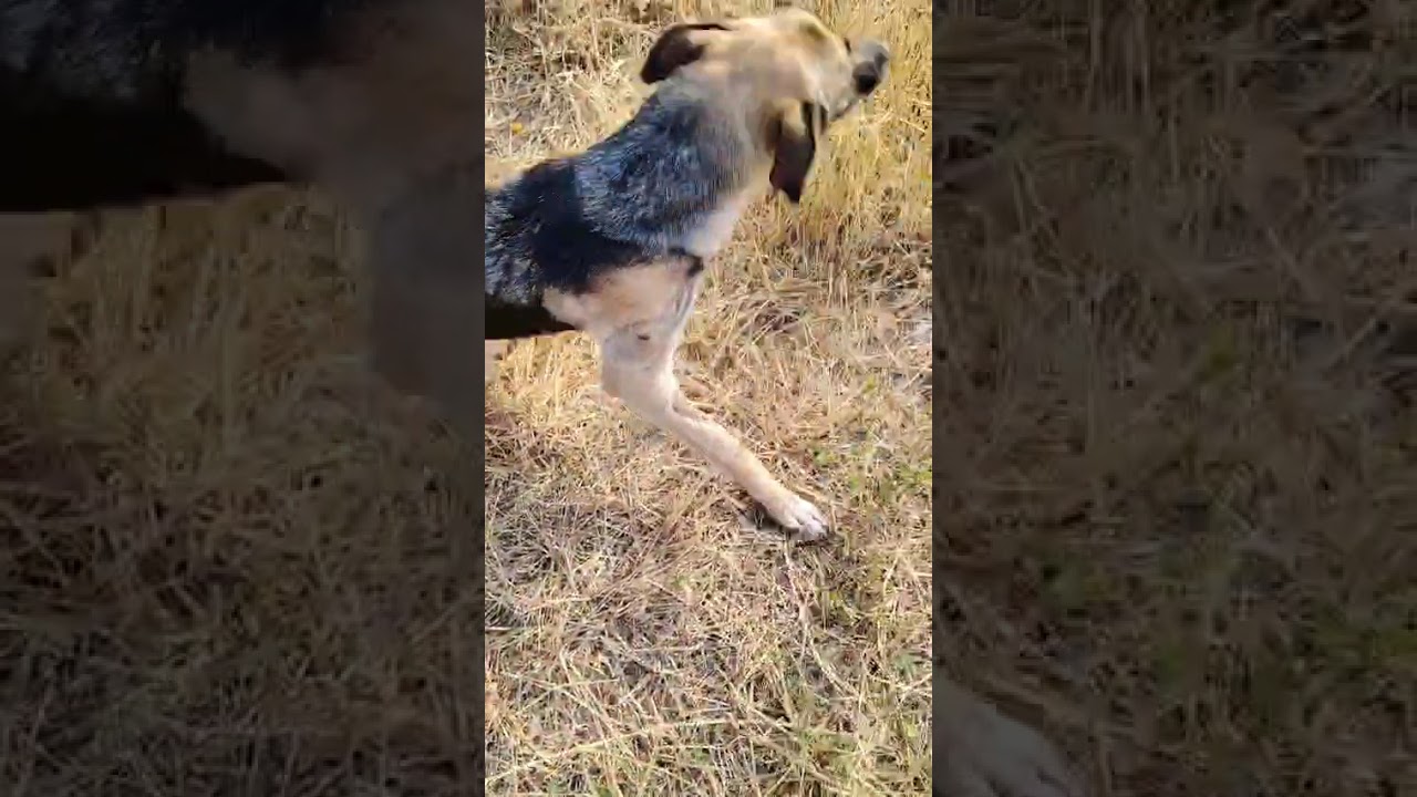 Youtube Vorschau - Video ID nCxKzl6MVz0