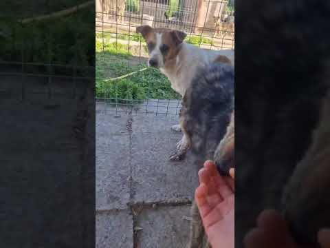 Youtube Vorschau - Video ID nDjYLnxwZZQ