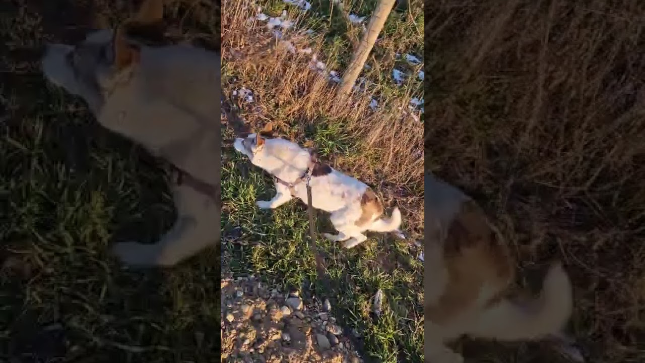 Youtube Vorschau - Video ID nI_rCc8udYA