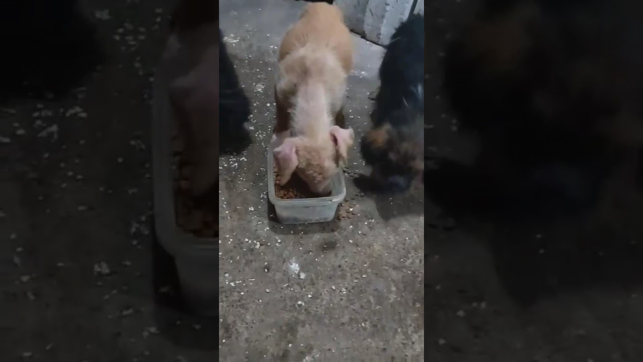 Youtube Vorschau - Video ID nYR649TVjxQ