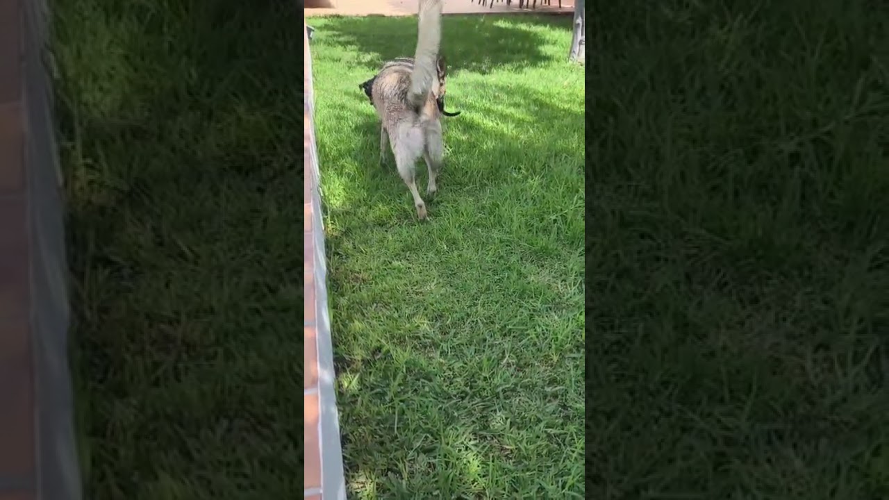 Youtube Vorschau - Video ID o2myU008IEw