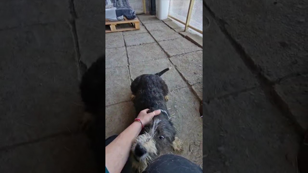 Youtube Vorschau - Video ID o4LIuMBoCKc