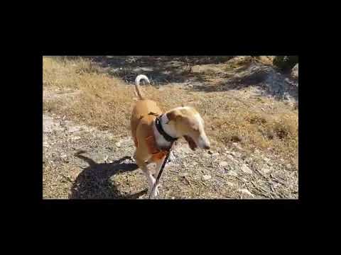 Youtube Vorschau - Video ID oBqmS__XOZc