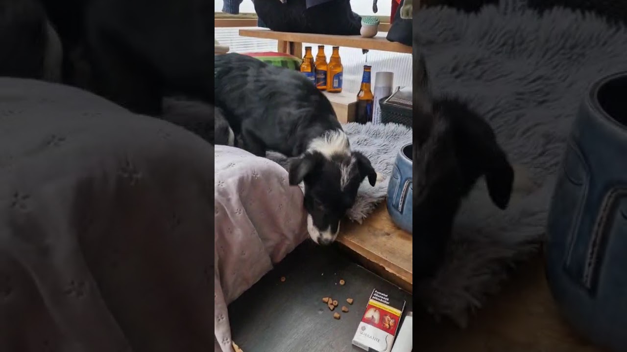 Youtube Vorschau - Video ID oRmGI0sFVIY