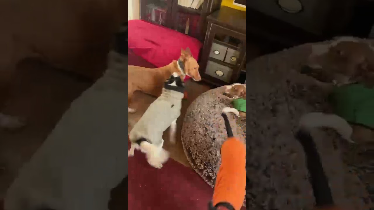 Youtube Vorschau - Video ID oRoFfkEWsSc