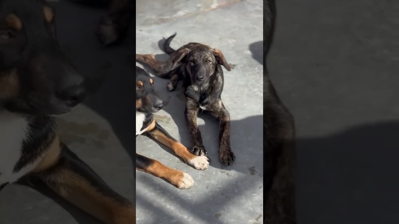 Youtube Vorschau - Video ID oZvt-V3pbxQ