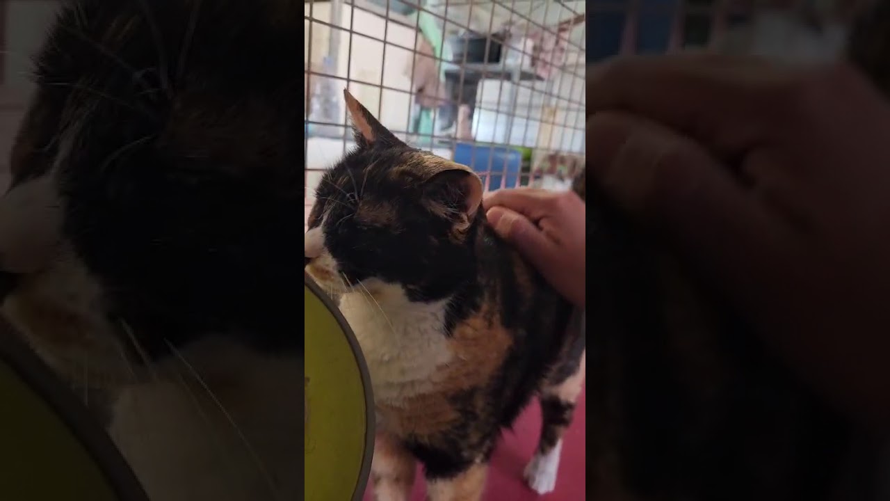 Youtube Vorschau - Video ID olCKsUctR2I