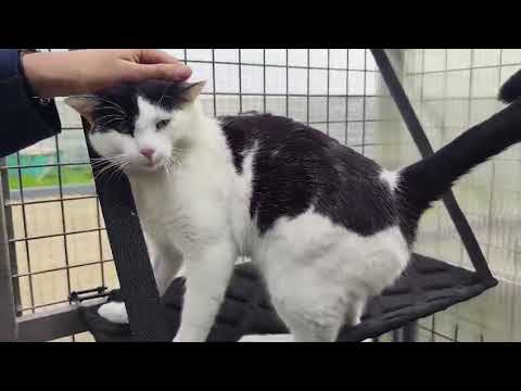 Youtube Vorschau - Video ID pJxJlUYQc4U