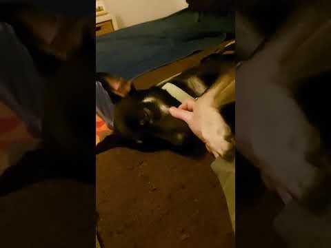 Youtube Vorschau - Video ID pY5pejl_Dmo