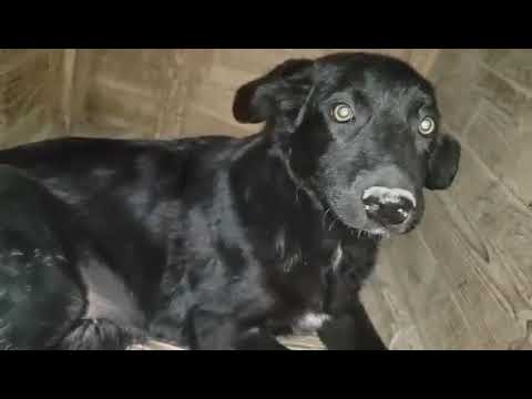 Youtube Vorschau - Video ID ptgjsBwfvqU