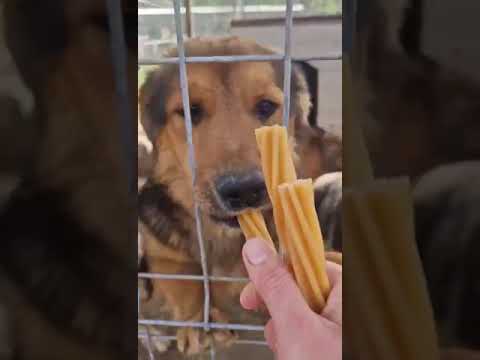 Youtube Vorschau - Video ID pyDaozeu6gY