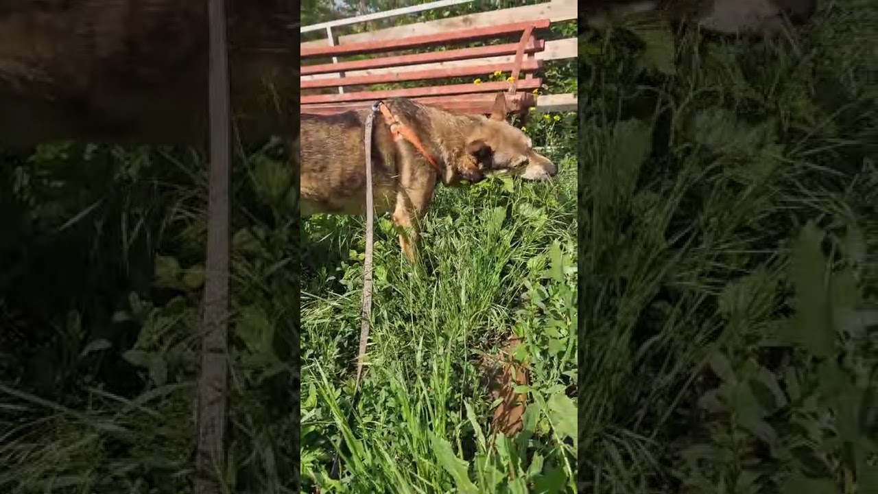 Youtube Vorschau - Video ID q2JaEYPLbbs