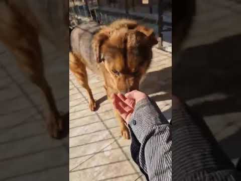 Youtube Vorschau - Video ID qBamA47ZfHo