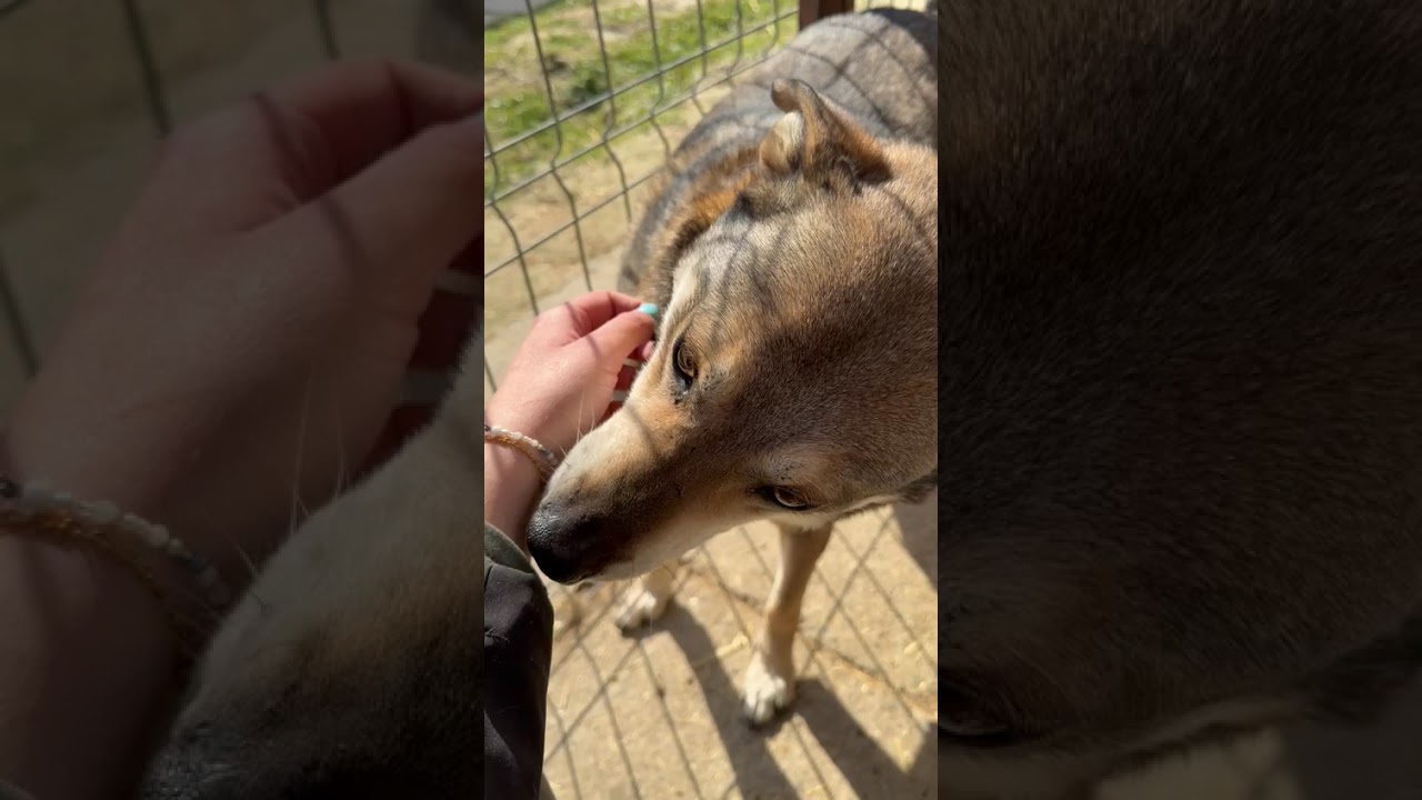 Youtube Vorschau - Video ID qG4eY392dAs