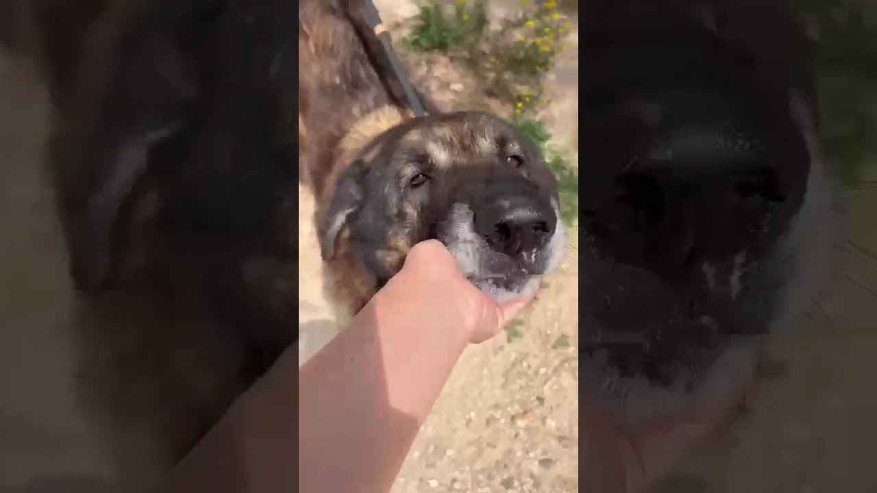 Youtube Vorschau - Video ID qGVnZVgcyiI