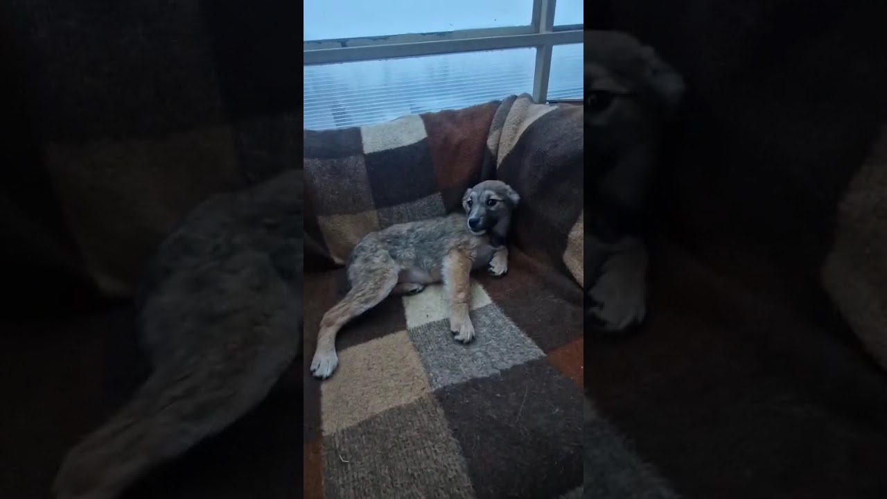 Youtube Vorschau - Video ID qS5NM_AjLbw