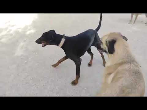 Youtube Vorschau - Video ID qTs7DNDY-qE