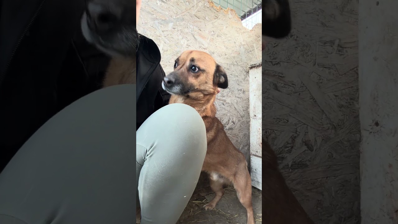 Youtube Vorschau - Video ID qgCYCXdel9Y