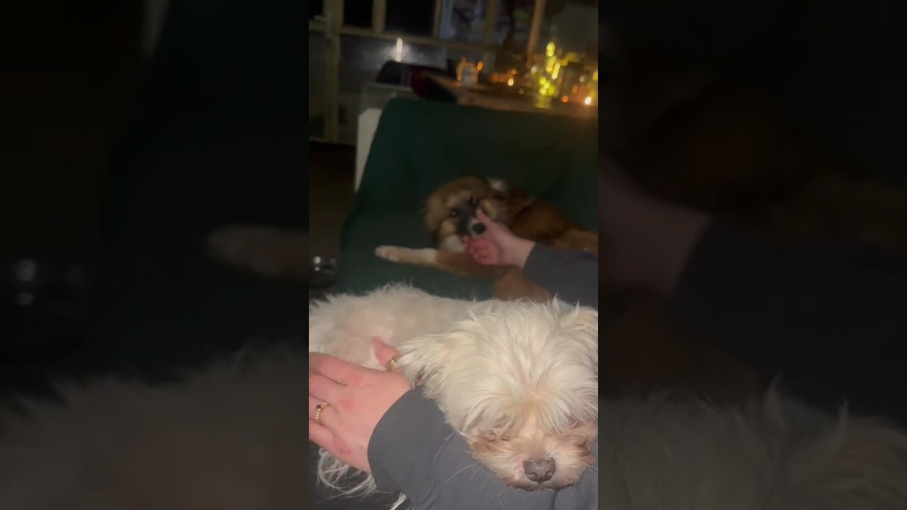 Youtube Vorschau - Video ID qjCwk02Q8cc