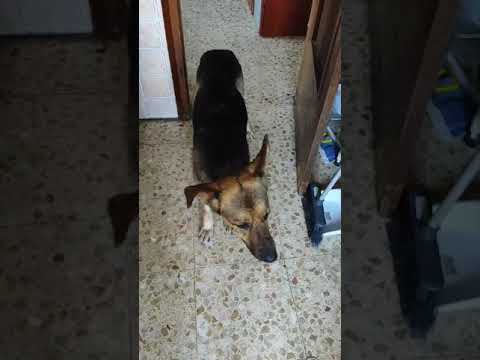 Youtube Vorschau - Video ID qmLlF-0opGI