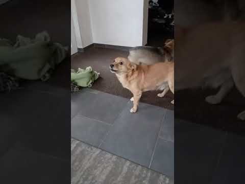 Youtube Vorschau - Video ID qob5JtERbMk