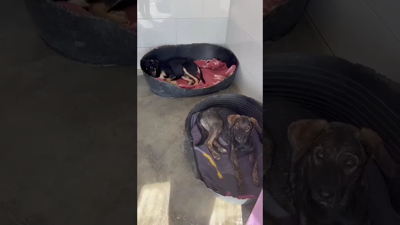 Youtube Vorschau - Video ID r3ligS-Yv0k