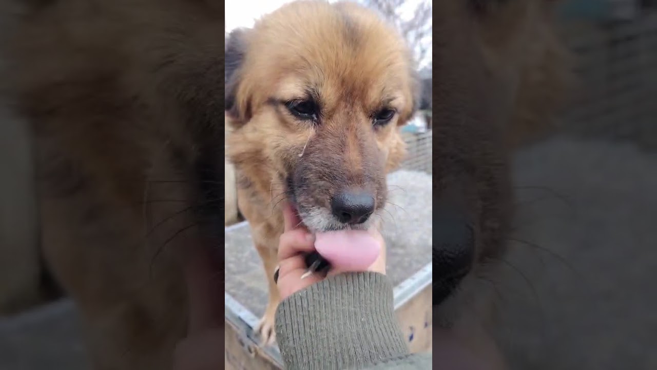 Youtube Vorschau - Video ID r9V4D-Dta_I