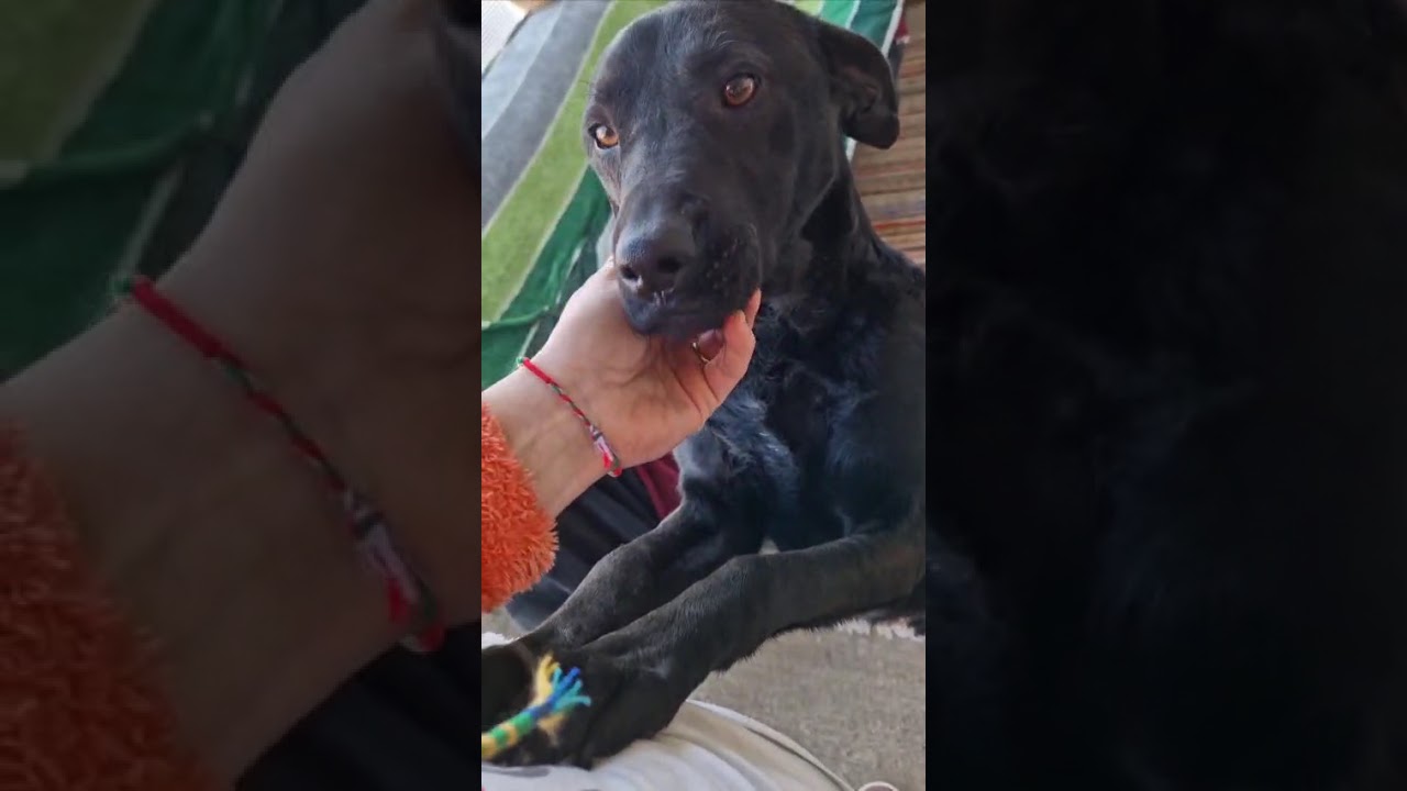 Youtube Vorschau - Video ID rGEo2OtNl_0