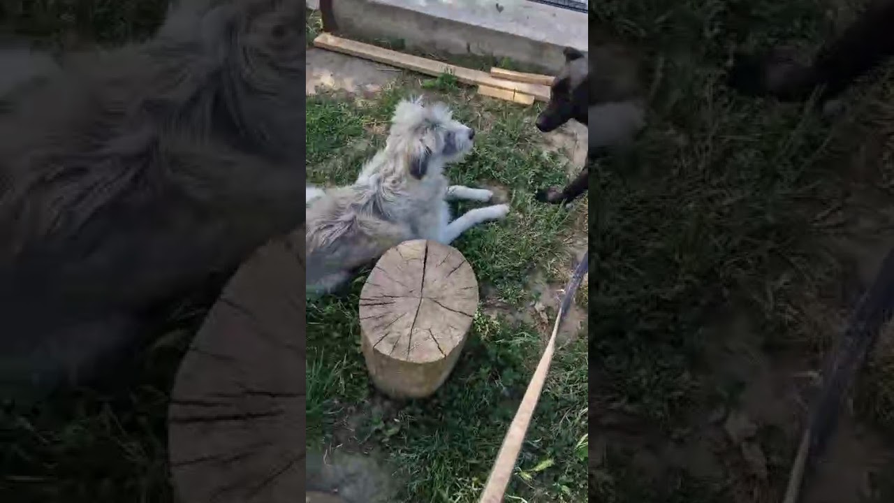 Youtube Vorschau - Video ID r_a-_H2Mb7s