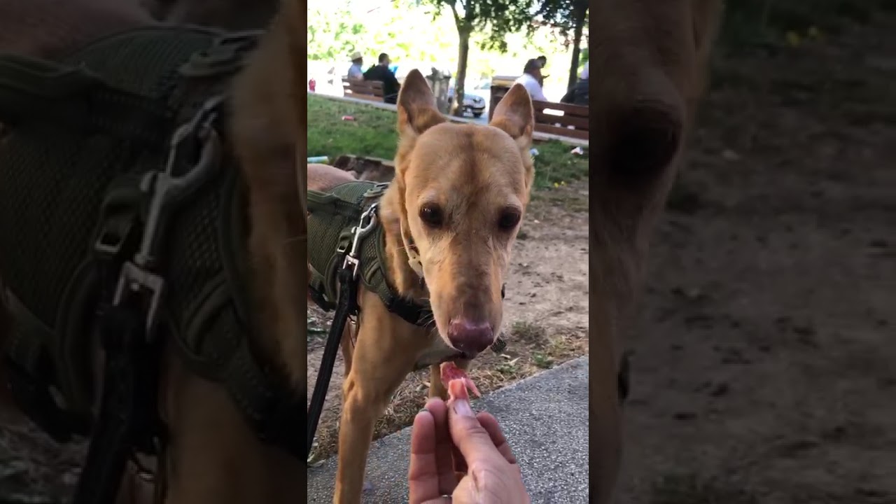 Youtube Vorschau - Video ID rjoljUjfpDg