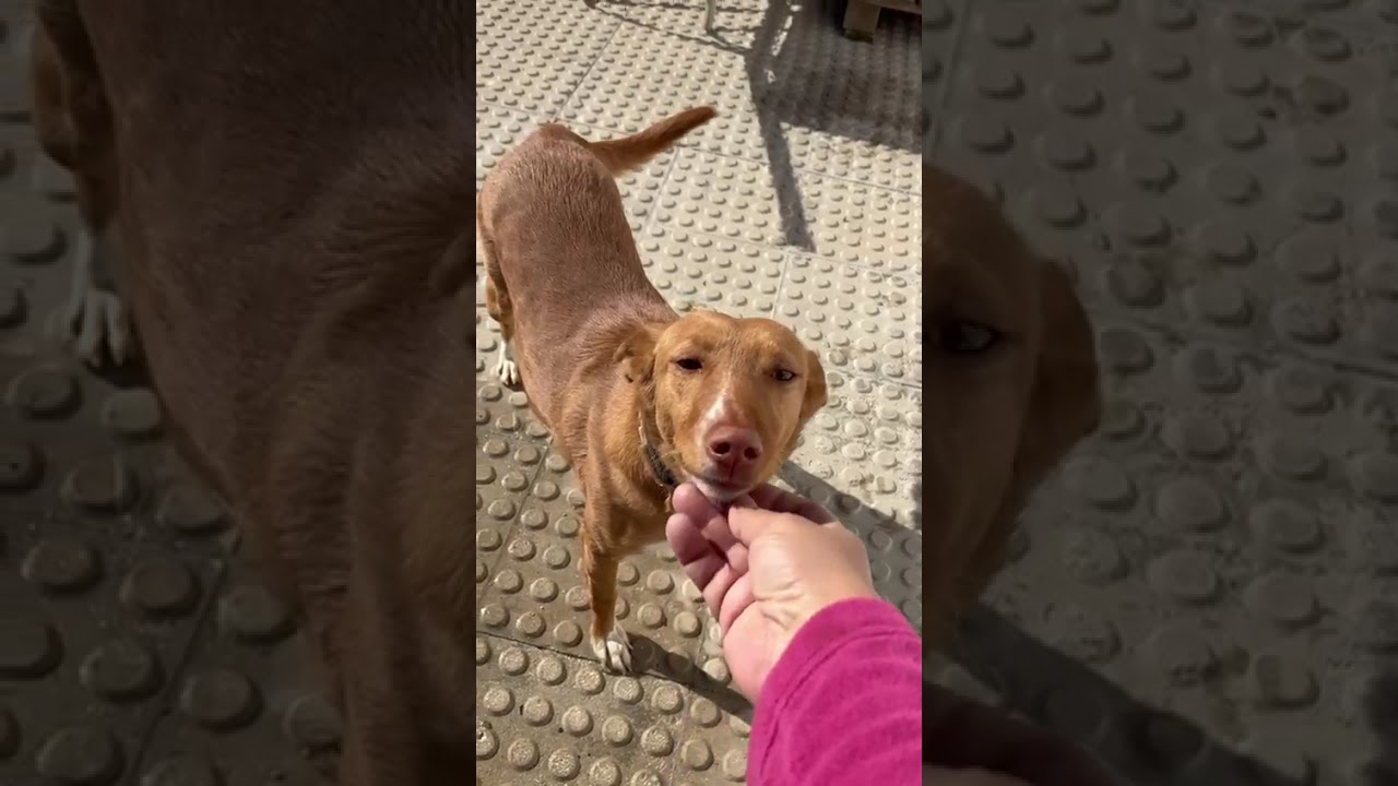 Youtube Vorschau - Video ID rlCEUgqUQAY