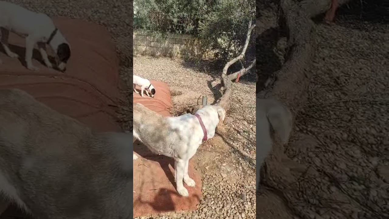 Youtube Vorschau - Video ID rrWzhP_ITPQ