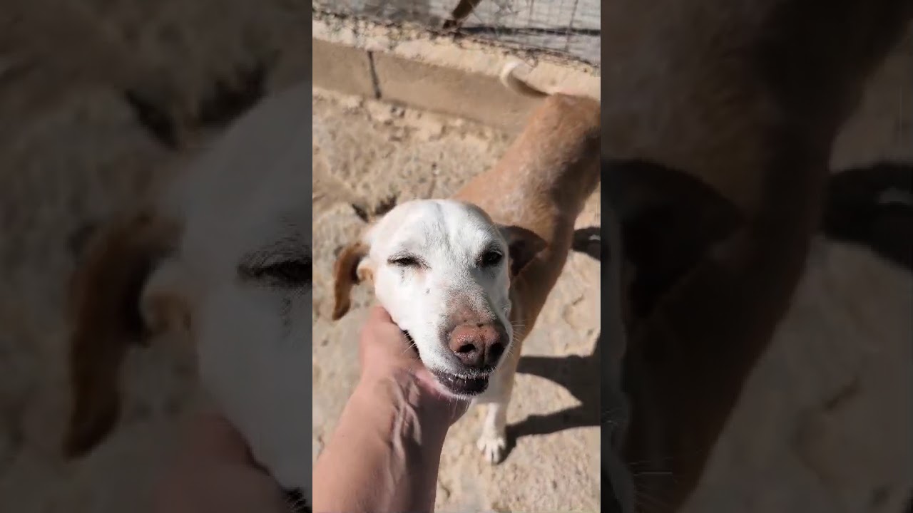 Youtube Vorschau - Video ID sGAikPIhw_c