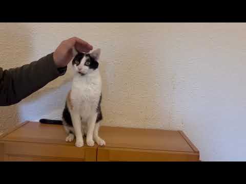 Youtube Vorschau - Video ID sL_0NED_Oqc