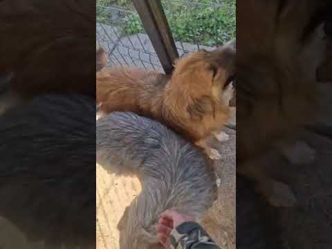 Youtube Vorschau - Video ID sLs-5_VOjv8