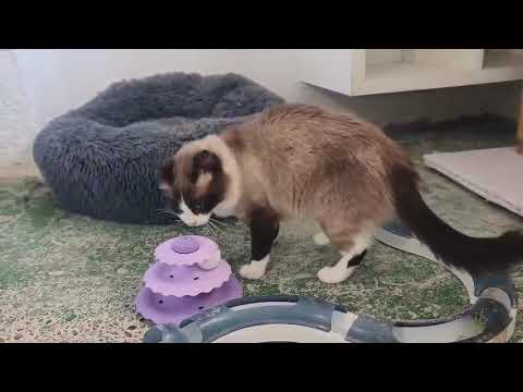 Youtube Vorschau - Video ID sY9MGDwxrjI