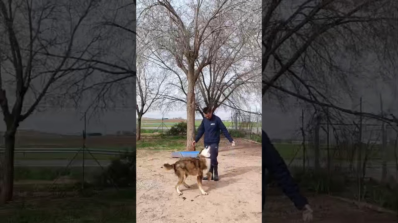 Youtube Vorschau - Video ID sav70SVo68M