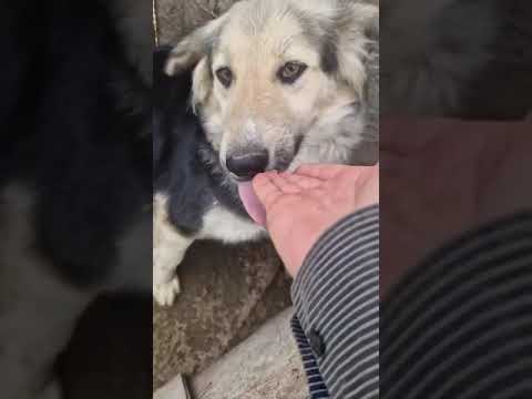 Youtube Vorschau - Video ID seEwYz4YybI