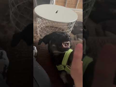 Youtube Vorschau - Video ID tE4LSkAAQMw