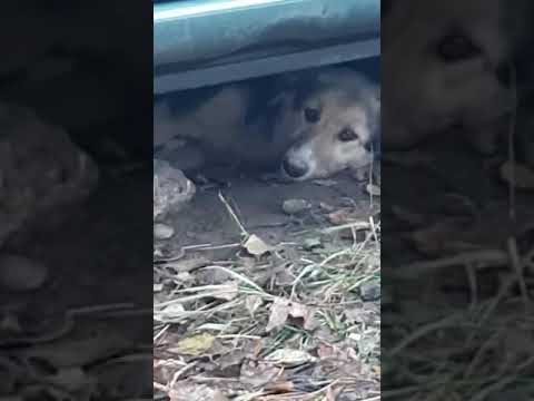 Youtube Vorschau - Video ID tH0n9VfYfVk