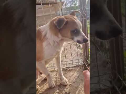 Youtube Vorschau - Video ID tIhEvu0INe8